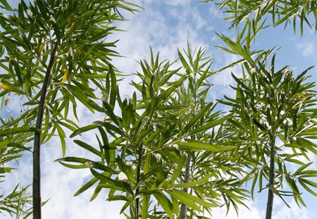 Just in case you can't see the wood for the trees.